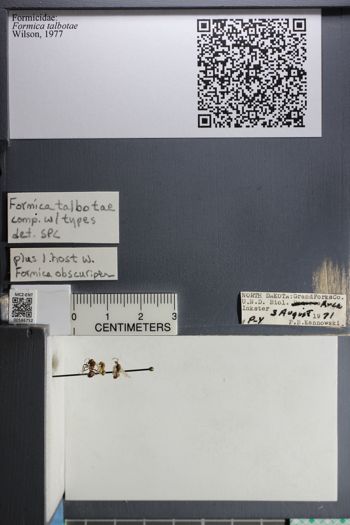 Media type: image;   Entomology 586752